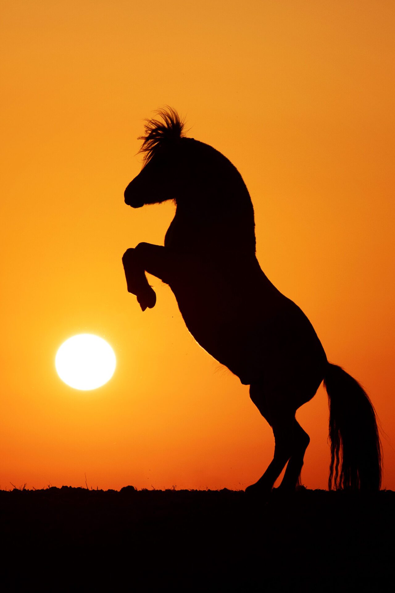 Pferdefotografin Birte Scheel steigendes Pferd Sonnenuntergang IMG_6065